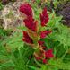 Ревень тангутский семена, Rheum palmatum var. tanguticum seeds 1