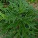 Ревень тангутский семена, Rheum palmatum var. tanguticum seeds 2