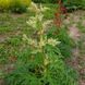 Ревень тангутский семена, Rheum palmatum var. tanguticum seeds 4