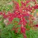 Ревень тангутский семена, Rheum palmatum var. tanguticum seeds 6
