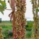 Ревень тангутский семена, Rheum palmatum var. tanguticum seeds 7