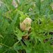Ревень тангутский семена, Rheum palmatum var. tanguticum seeds 3