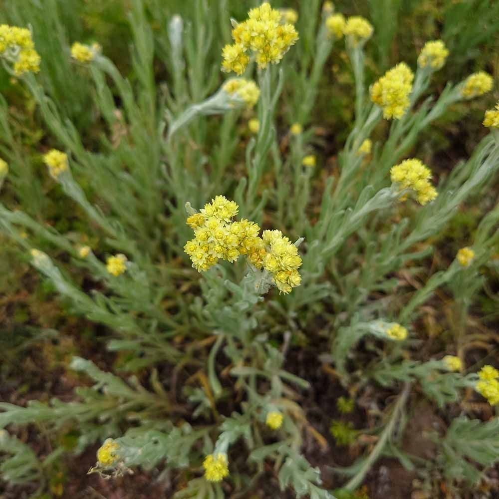 Helichrysum Arenarium Seeds helichrysum-arenarium-seeds