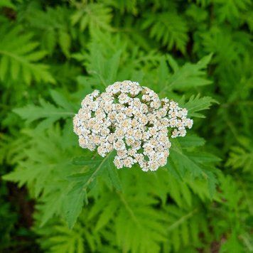 Пижмо великолисте рослина, Tanacetum macrophyllum