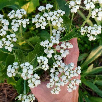 Дикий хинин семена, Parthenium integrifolium seeds