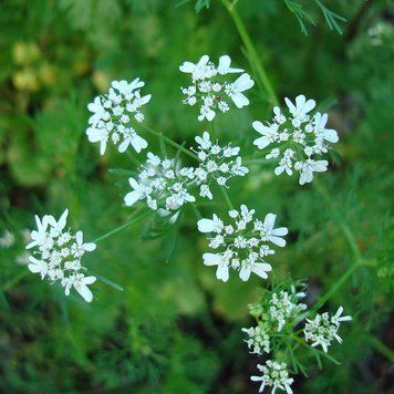 Кориандр семена, Coriandrum sativum seeds