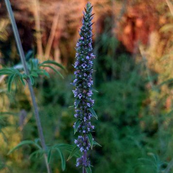 Схизонепета тонколистная семена, Schizonepeta tenuifolia seeds
