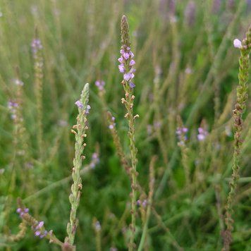 Вербена лекарственная семена, Verbena officinalis seeds