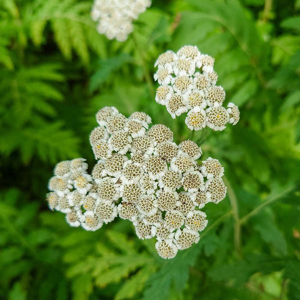 Пижмо великолисте рослина, Tanacetum macrophyllum