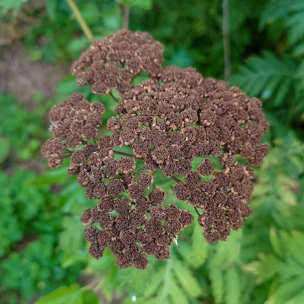 Пижмо великолисте рослина, Tanacetum macrophyllum