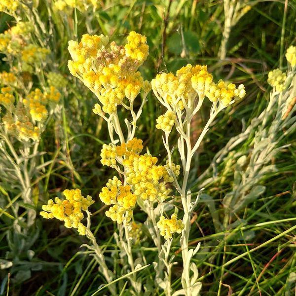 Бессмертник песчаный семена, Helichrysum arenarium seeds