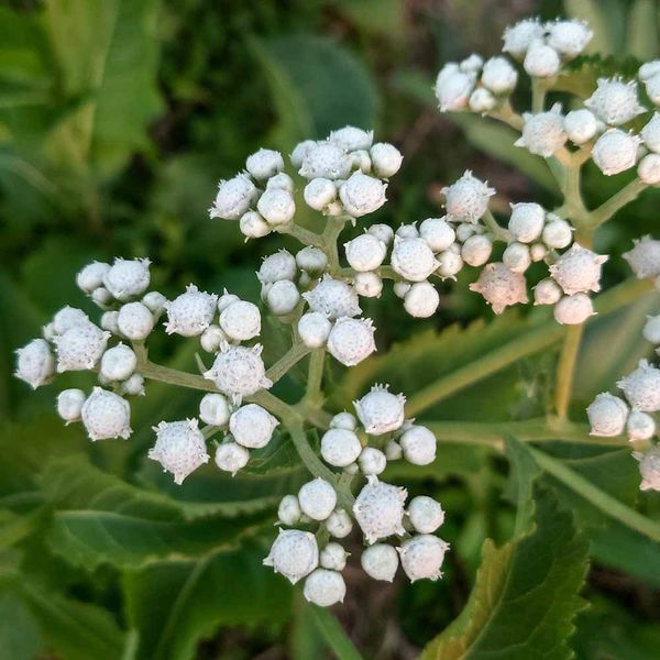 Дикий хінін насіння, Parthenium integrifolium seeds