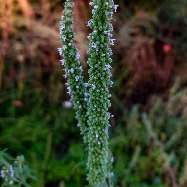 Схизонепета тонколистная семена, Schizonepeta tenuifolia seeds