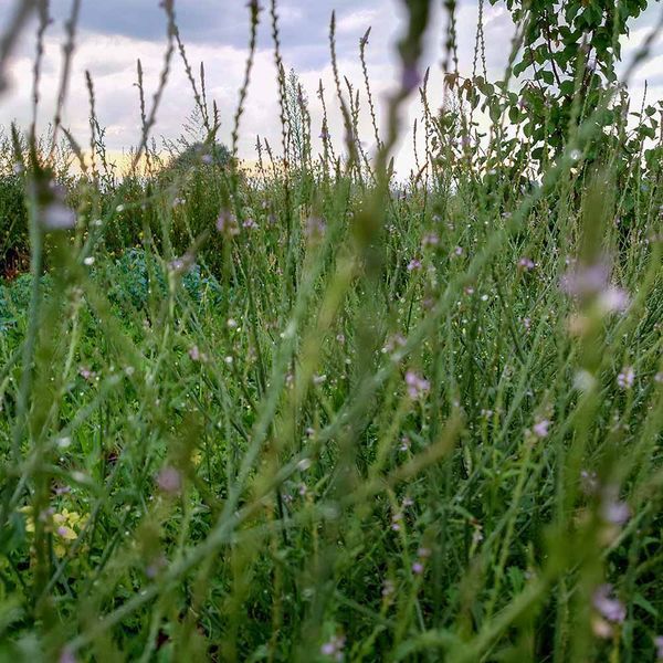 Вербена лекарственная семена, Verbena officinalis seeds