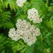 Пижмо великолисте рослина, Tanacetum macrophyllum 2
