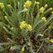 Бессмертник песчаный семена, Helichrysum arenarium seeds 2