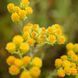 Бессмертник песчаный семена, Helichrysum arenarium seeds 1