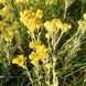 Бессмертник песчаный семена, Helichrysum arenarium seeds 3