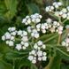 Дикий хінін насіння, Parthenium integrifolium seeds 3