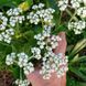 Дикий хінін насіння, Parthenium integrifolium seeds 1