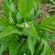Дикий хінін насіння, Parthenium integrifolium seeds 2