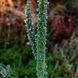 Схизонепета тонколистная семена, Schizonepeta tenuifolia seeds 2