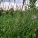 Вербена лекарственная семена, Verbena officinalis seeds 2