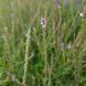 Вербена лекарственная семена, Verbena officinalis seeds 1