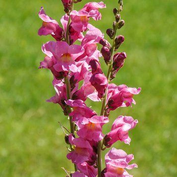 Львиный зев большой семена, Antirrhinum majus seeds