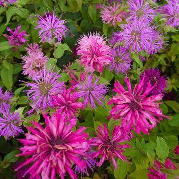 Монарда двойчатая семена, Monarda didyma seeds
