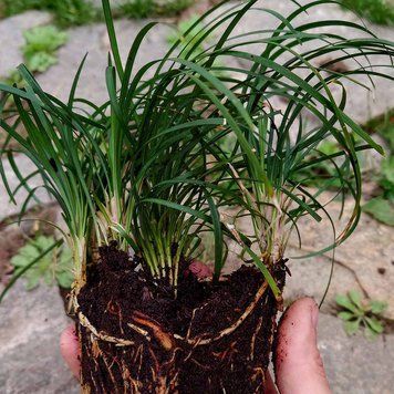 Офиопогон японский растение, Ophiopogon japonicus
