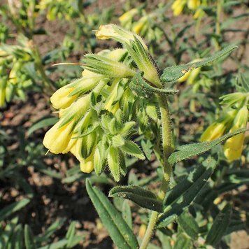 Громовик синякоподібний насіння, Onosma echioides seeds