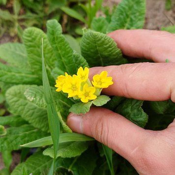 Первоцвет весенний растение, Primula veris