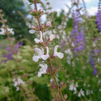 Шалфей армянский семена, Salvia staminea seeds