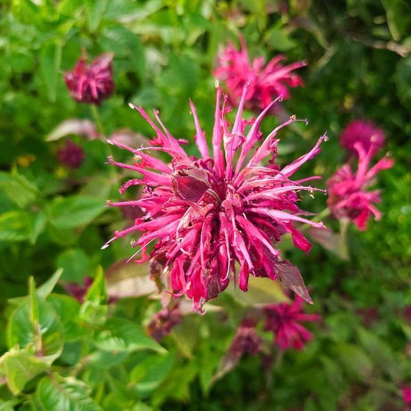 Монарда двойчатая семена, Monarda didyma seeds