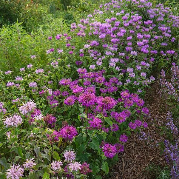 Монарда двойчатая семена, Monarda didyma seeds