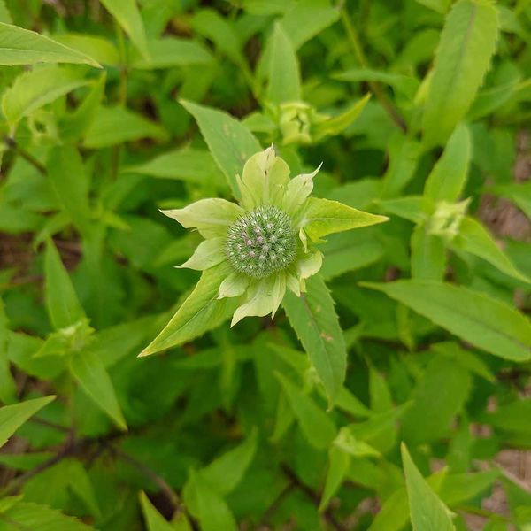 Монарда двойчатая семена, Monarda didyma seeds