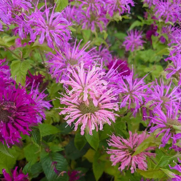 Монарда двойчатая семена, Monarda didyma seeds