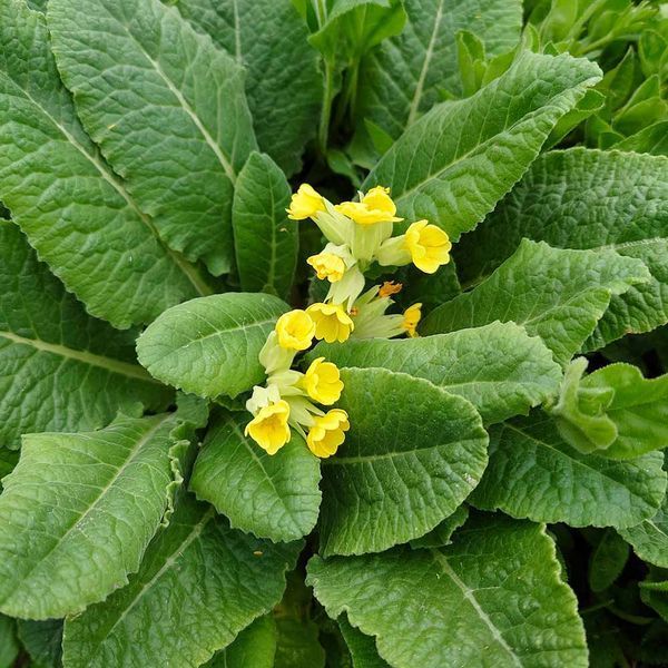 Первоцвет весенний растение, Primula veris
