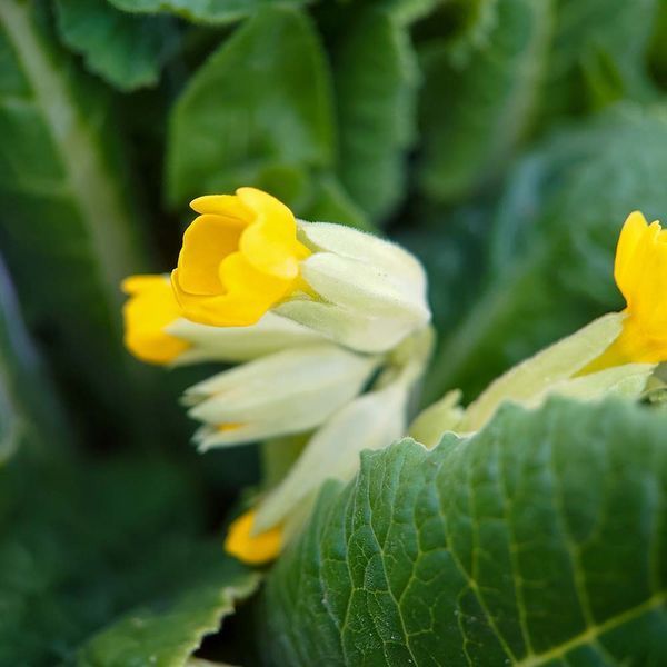 Первоцвет весенний растение, Primula veris