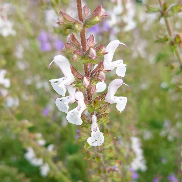 Шавлія вірменська насіння, Salvia staminea seeds