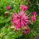 Монарда двойчатая семена, Monarda didyma seeds 2