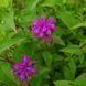 Монарда двойчатая семена, Monarda didyma seeds 5