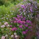 Монарда двойчатая семена, Monarda didyma seeds 3