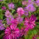 Монарда двойчатая семена, Monarda didyma seeds 1