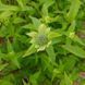 Монарда двойчатая семена, Monarda didyma seeds 6