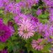 Монарда двойчатая семена, Monarda didyma seeds 4