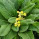 Первоцвет весенний растение, Primula veris 3