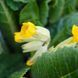 Первоцвет весенний растение, Primula veris 2