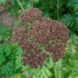 Пижма крупнолистная семена, Tanacetum macrophyllum seeds 3